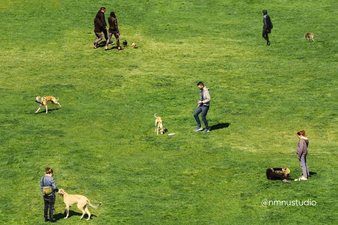 Os melhores espaços verdes Dog-Friendly em Lisboa (Parte 1)