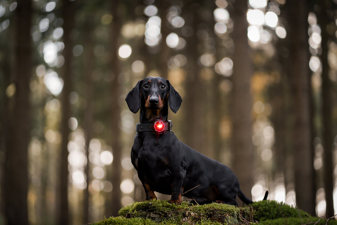Seja visto e seguro: Porque é que o seu cão deve usar uma luz de segurança LED