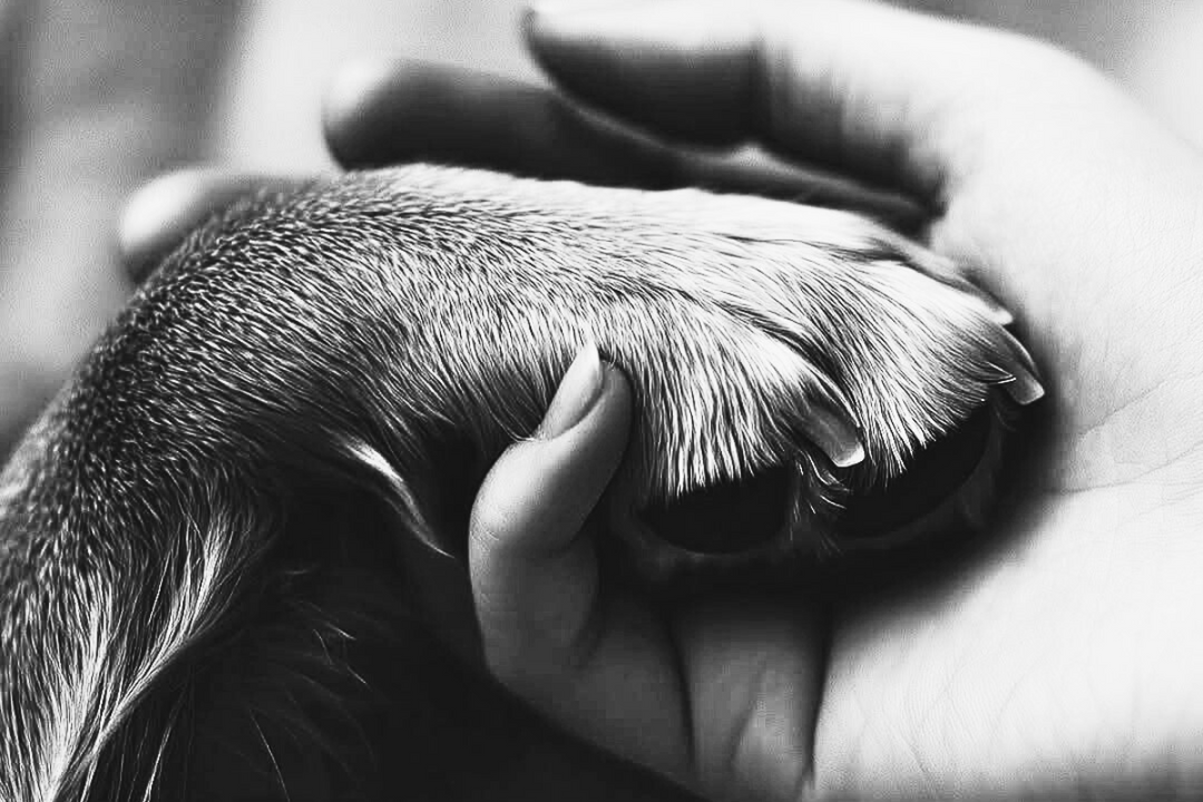 Vantagens de adotar um cão: Salvar vidas e ganhar um amigo para a vida