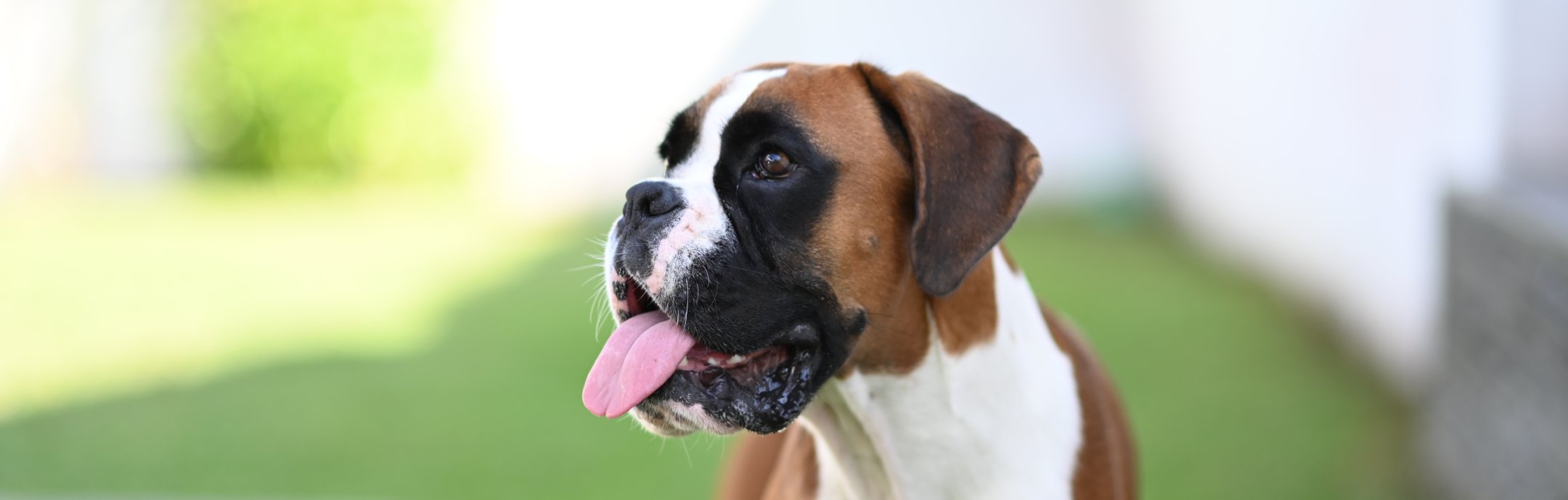 Cães de grande porte