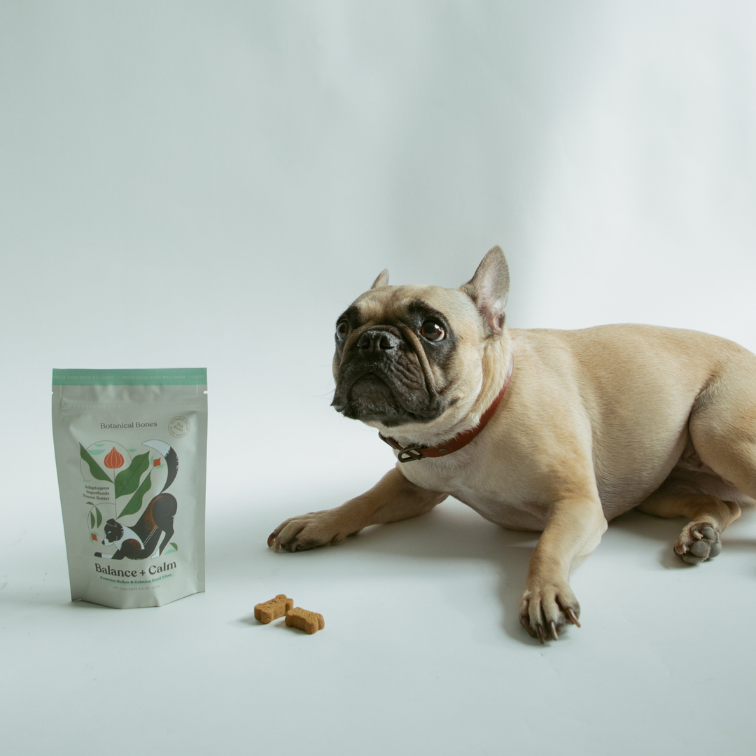 Botanical Bones - BALANCE + CALM Treats with nervous dog and crunchy peanut butter cookies on white background