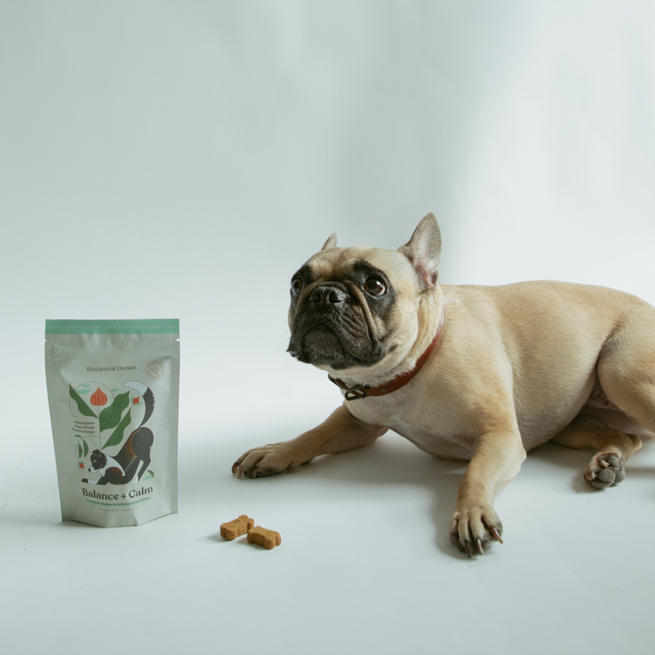 Botanical Bones - BALANCE + CALM Treats with nervous dog and crunchy peanut butter cookies on white background