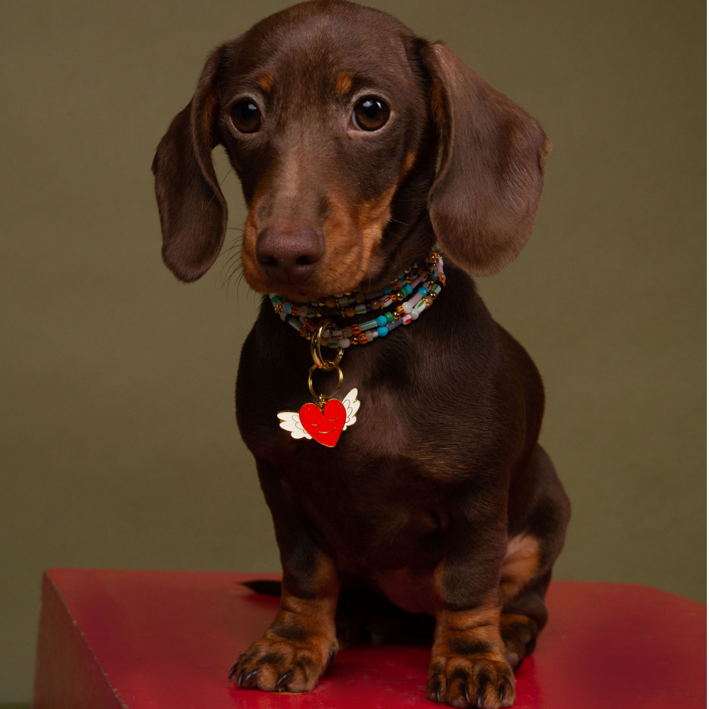 Brooch - Personalised LOVE Dog Tag heart-shaped with wings worn by a brown dachshund against a green background.
