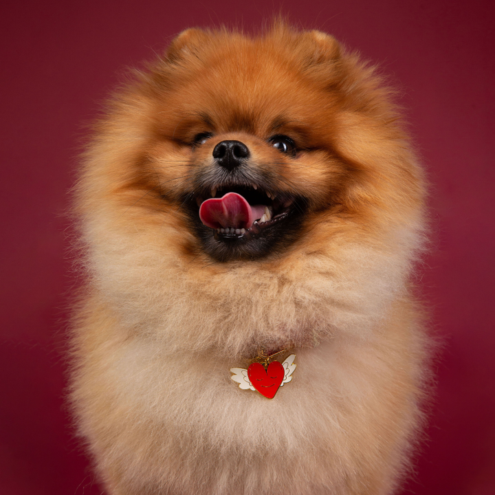 Brooch - Personalised LOVE Dog Tag worn on fluffy dog, heart-shaped tag with wings, red and gold design.