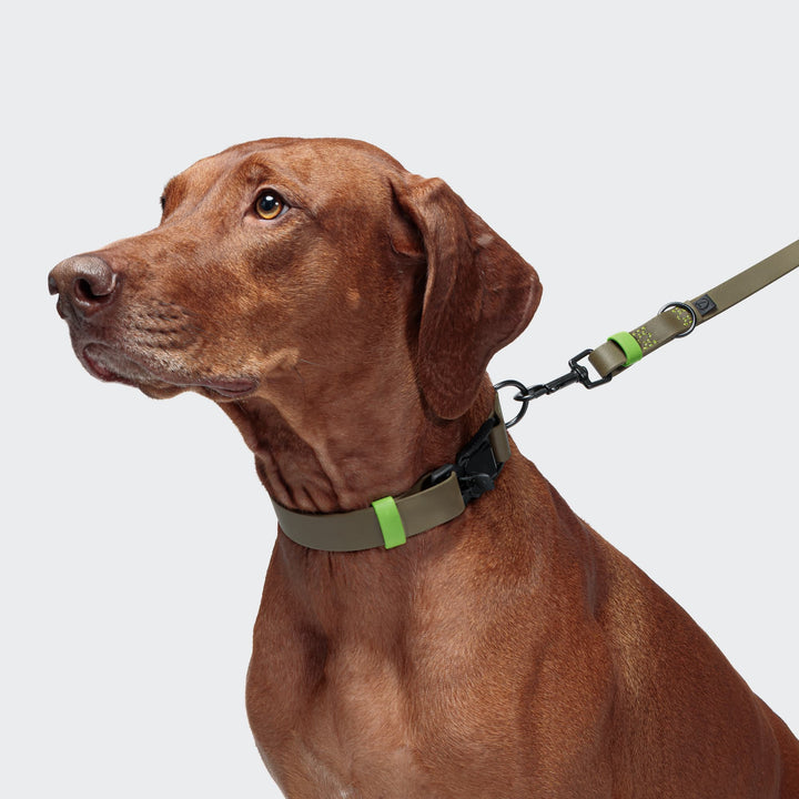 Cloud7 - IPANEMA Adjustable Dog Leash BioThane shown in neon yellow and aqua attached to brown dog with matching collar.