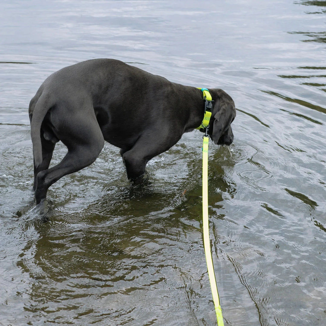 Black dog wearing Cloud7 - IPANEMA Adjustable Dog Leash BioThane walks in water with neon yellow leash and collar.