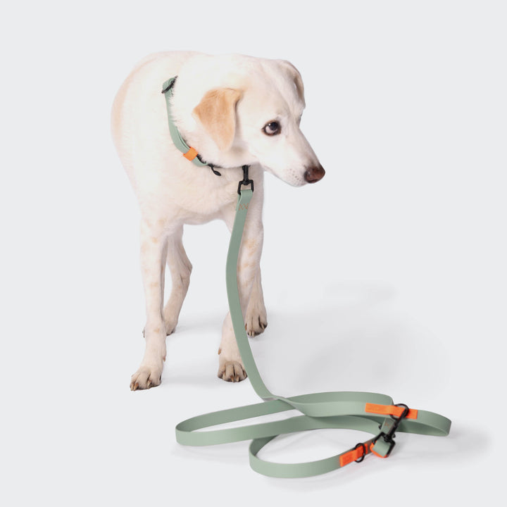 Cloud7 - IPANEMA Adjustable Dog Leash BioThane