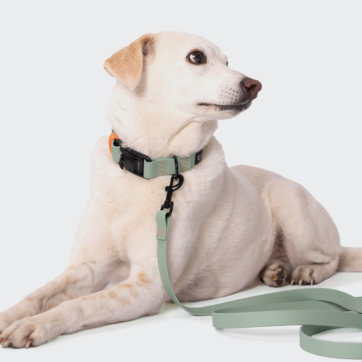 Coleira para cães Cloud7 IPANEMA em BioThane à prova de água com fivela magnética para uma utilização fácil e um estilo duradouro para o dia a dia