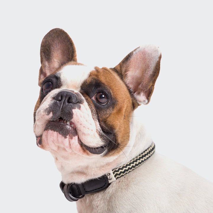 Cloud7 - MAUERPARK Vegan Collar on a French Bulldog with eco-friendly rope design and black buckle.