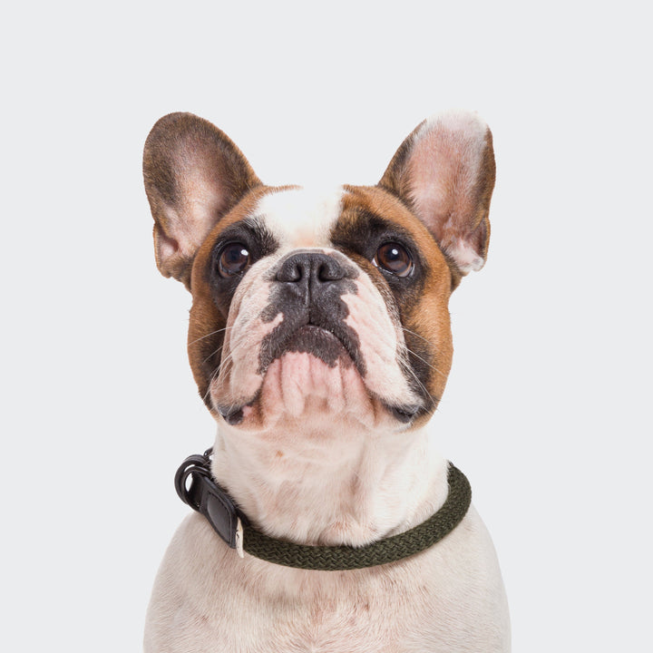 Dog wearing Cloud7 - MAUERPARK Vegan Collar made of eco-friendly vegan rope, styled for comfort and sustainability.