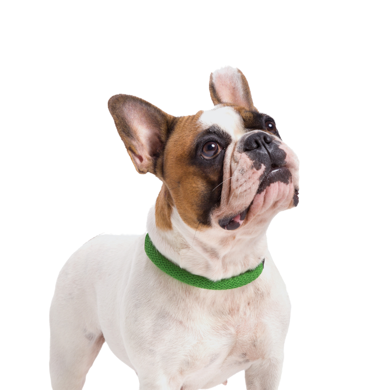 Cloud7 - MAUERPARK Vegan Collar on a white and brown dog, eco-friendly green rope design.