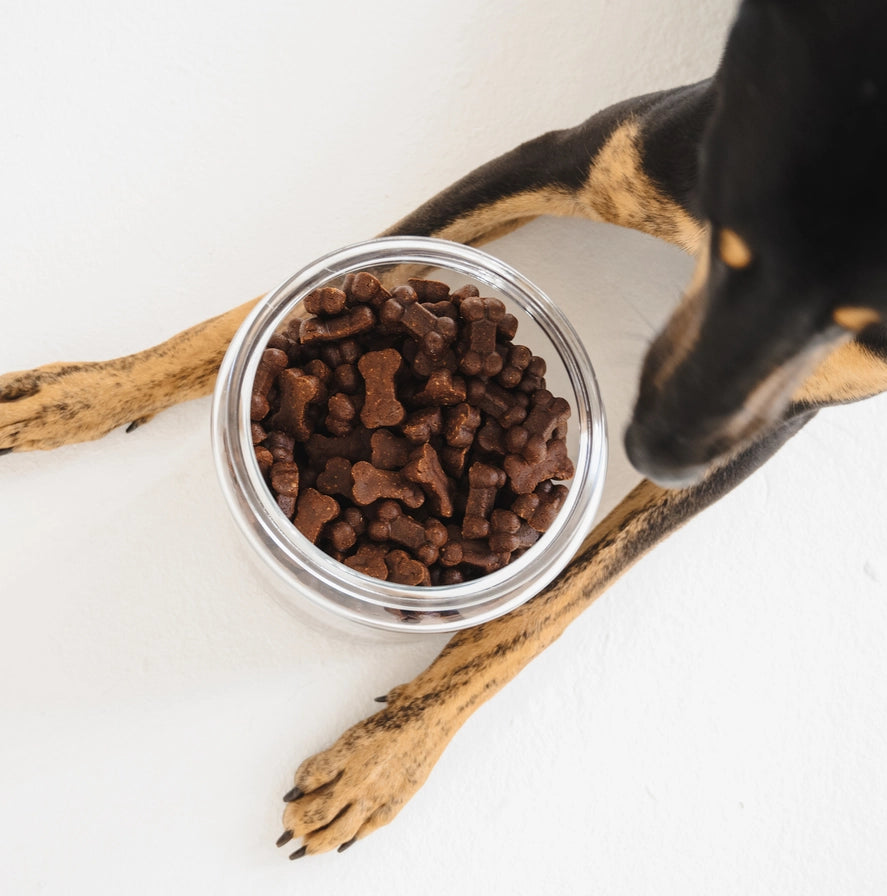 Soft liver and blueberry dog treats in bowl for training and wellbeing with natural ingredients by Gizzls - SOFT BITES Liver & Blueberry Soft Dog Treats