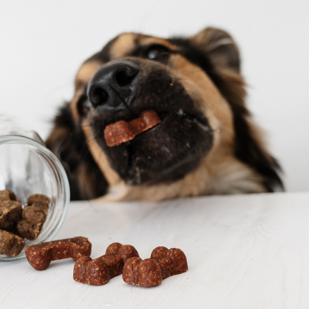 Soft baked Peanut Butter & Banana dog treats for training and wellbeing in natural ingredients by Gizzls - SOFT BITES