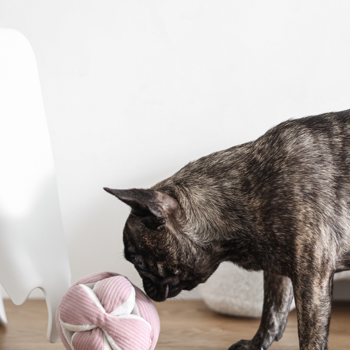 Brindle dog exploring crinkly pink snuffle ball toy for mental stimulation and play by Lambwolf Collective MONTI Crinkly + Squeak Snuffle Toy