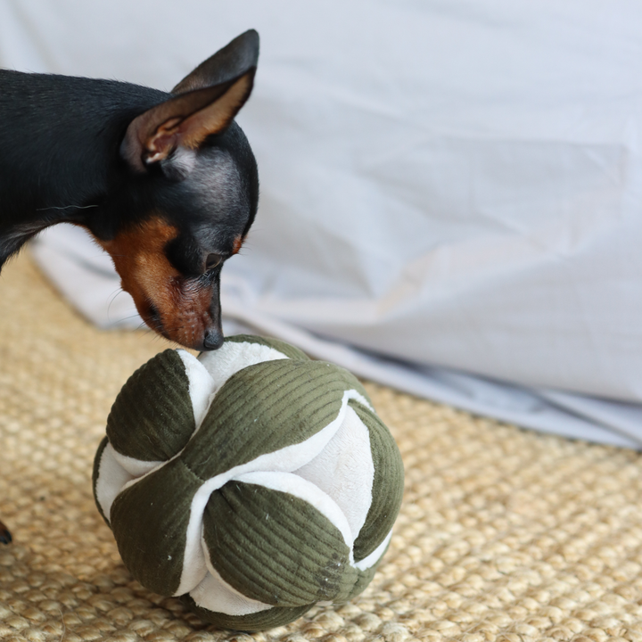 Dog sniffing a green and white crinkly puzzle snuffle toy for treat hiding and mental stimulation Lambwolf Collective Lambwolf - MONTI Crinkly + Squeak Snuffle Toy