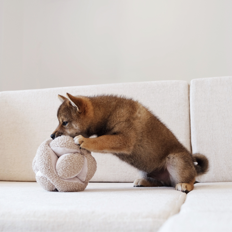 Cachorro castanho a brincar com um brinquedo fofo bege para estimulação mental, Lambwolf Collective MONTI Fluffy Toy.