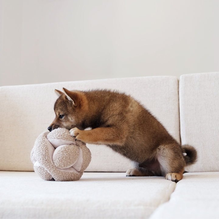 Cachorro castanho a brincar com um brinquedo fofo bege para estimulação mental, Lambwolf Collective MONTI Fluffy Toy.