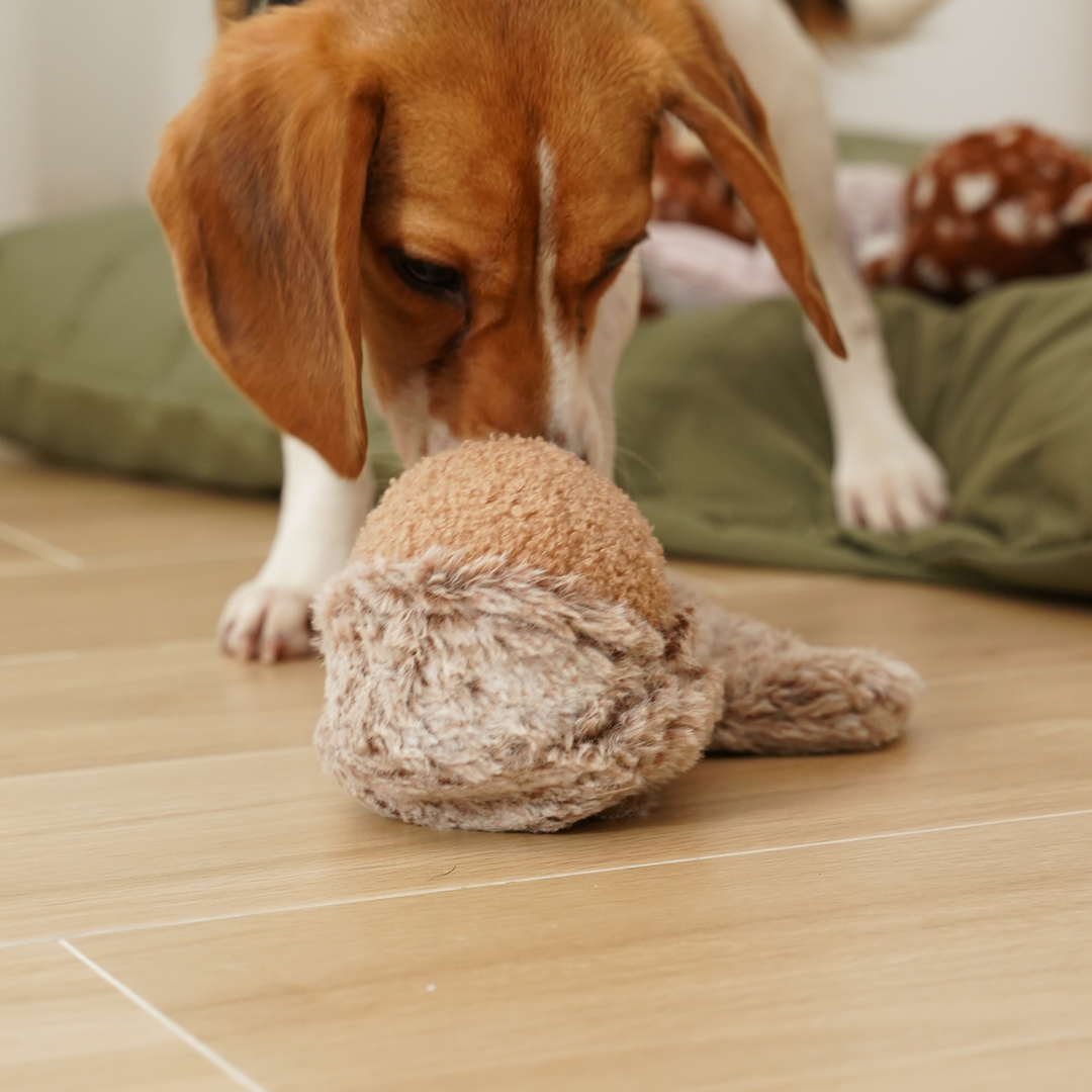 Cão Beagle a cheirar uma bola de peluche bege com peluche de esquilo Lambwolf Collective Lambwolf - POP Squirrel Toy