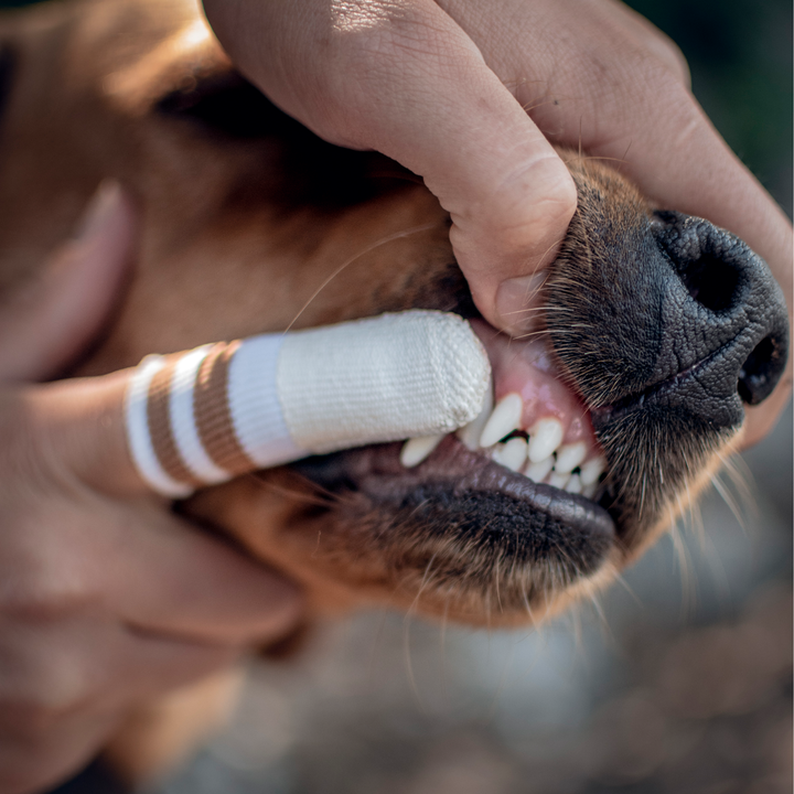 Close-up of a white dental micro-fleece finger brush cleaning dog teeth for oral care, Lila Loves It Dental Care Set vendor.