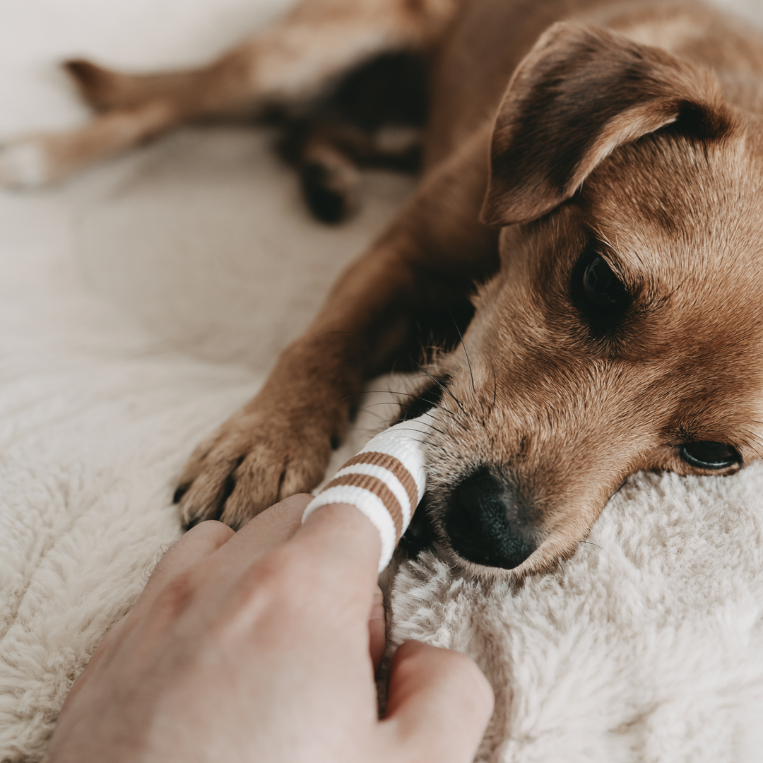 Close-up of a brown dog using a white and beige dental micro-fleece for gentle oral care in the Dental Care Set by Lila Loves It