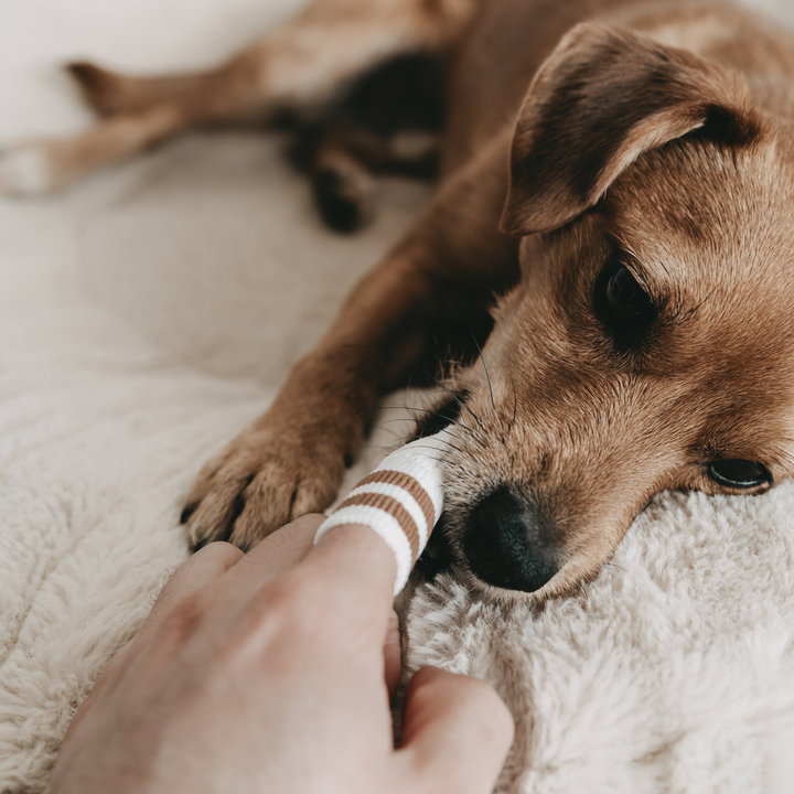 Close-up of a brown dog using a white and beige dental micro-fleece for gentle oral care in the Dental Care Set by Lila Loves It