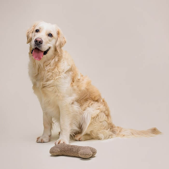 Golden retriever sitting with Lillabel FETCH plush bone dog toy made of soft durable fabric for quiet interactive play