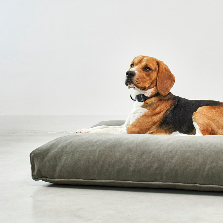 Beagle lying on a soft gray MiaCara COMODO dog cushion with structured surface for comfort and head support