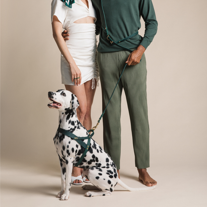 3xTrela CITY ajustável em pele verde manteiga para um controlo confortável do cão e estilo da Molly&Stitch