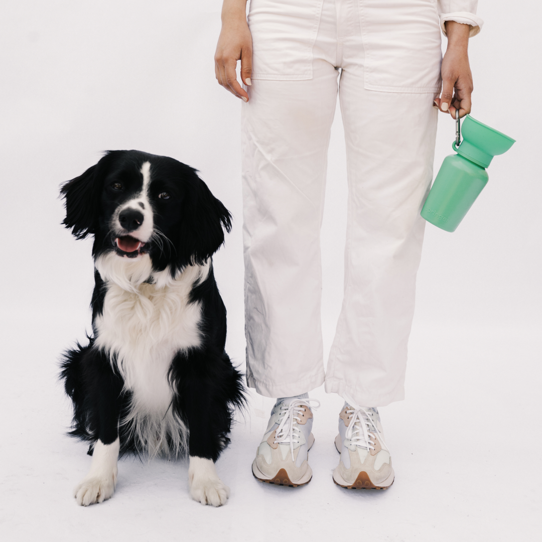 Springer FLIP Dog Travel Water Bottle in green with silicone bowl for eco-friendly hydration during outdoor adventures