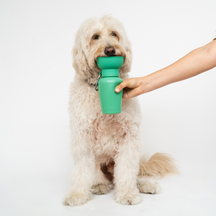 Springer FLIP eco-friendly green dog travel water bottle with foldable silicone bowl for outdoor hydration and waste reduction