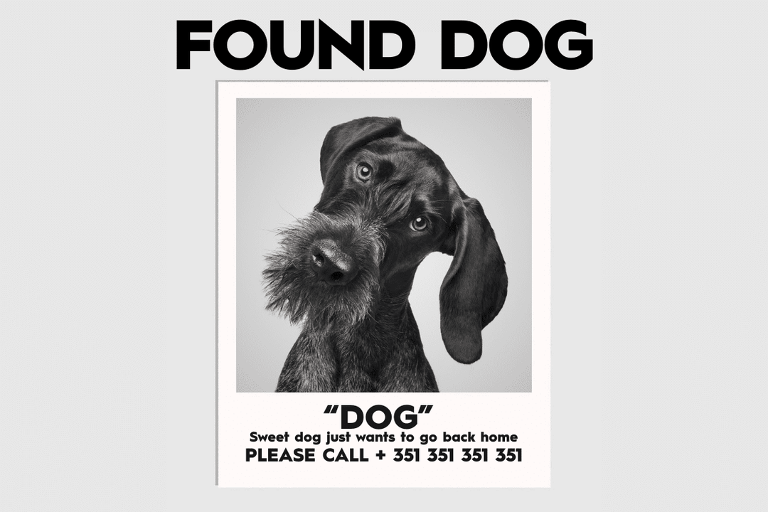 What to Do If You Find a Lost Dog: A Practical Guide - OhMyDog&Co