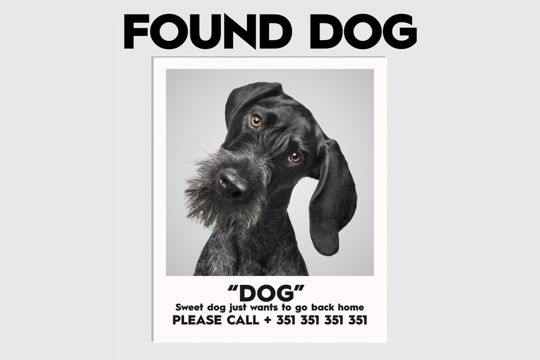 What to Do If You Find a Lost Dog: A Practical Guide