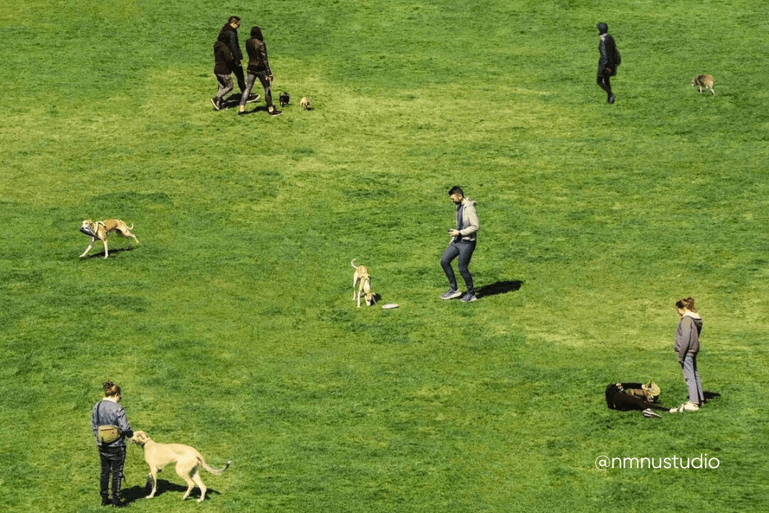 Best Dog-Friendly Green Spaces in Lisbon (Part 1) - OhMyDog&Co