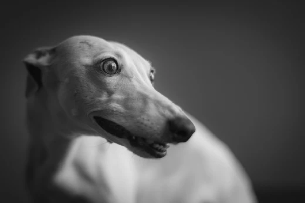 Whippet: Elegância e Velocidade - OhMyDog&Co