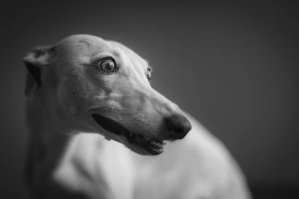 Whippet: Elegance and Speed