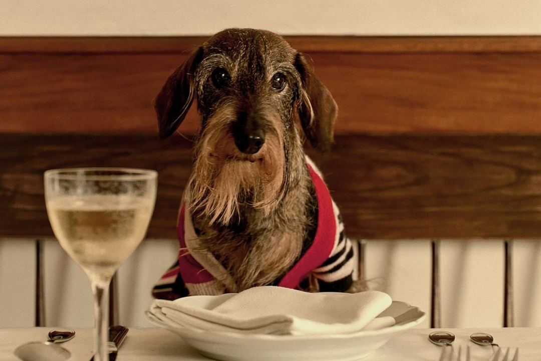 A Practical Guide to Eating Out with Your Dog in Portugal