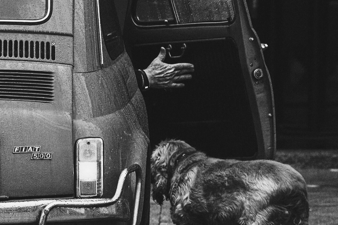 Viajar com o seu cão em Portugal: Um guia prático para viajar de carro, comboio, avião e autocarro - OhMyDog&Co