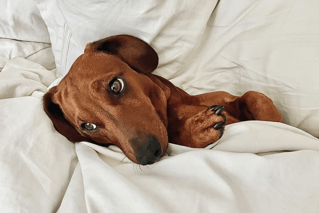 Teckel: Um companheiro leal e espirituoso - OhMyDog&Co