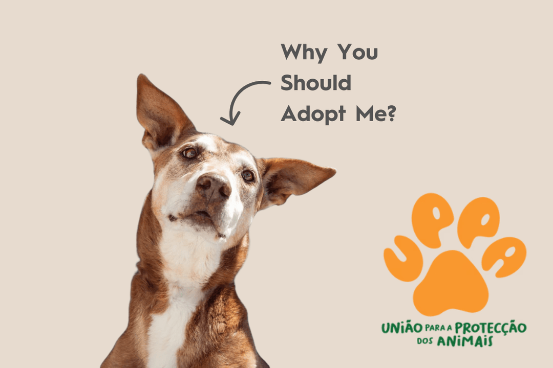 Why Adopting an Adult Dog? - OhMyDog&Co