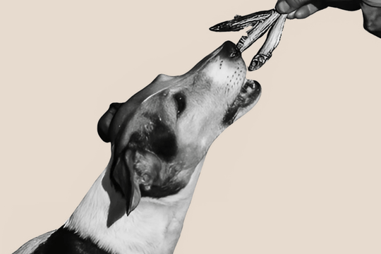 Por que os snacks de peixe são essenciais para o seu cão (+ as nossas melhores escolhas!)