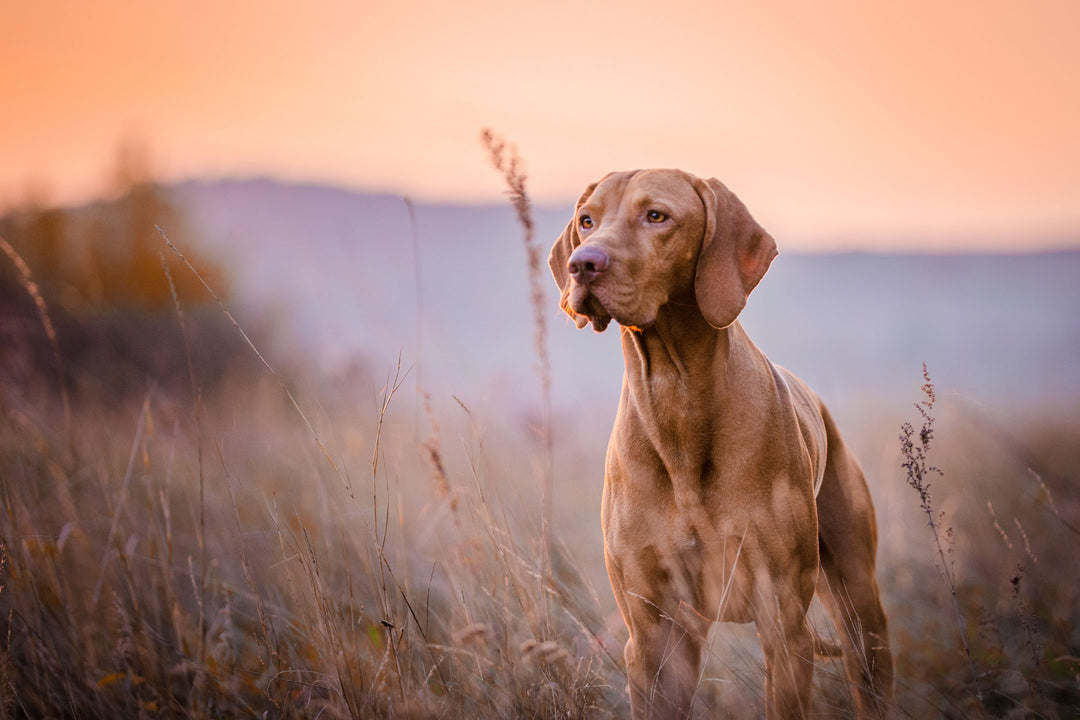 Dog Owners Guide to Choosing the Right Dog Breed for Your Lifestyle