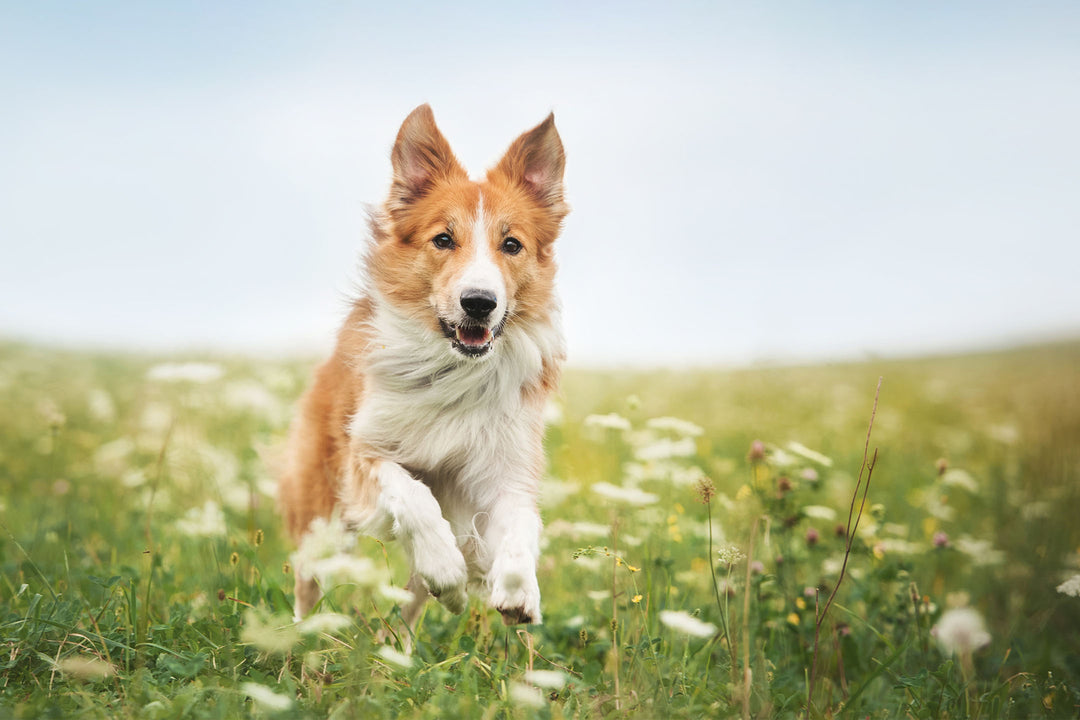 The Psychology of Dog Ownership: How Dogs Impact Our Lives