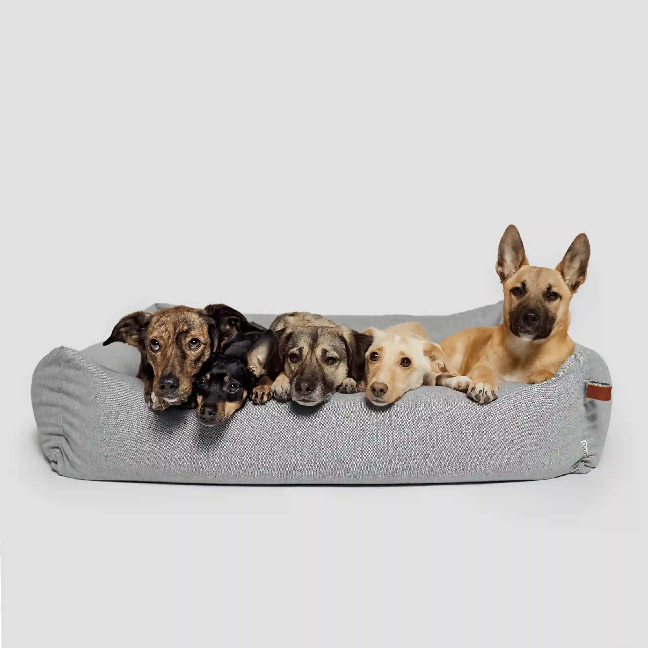 Sale - OhMyDog&Co