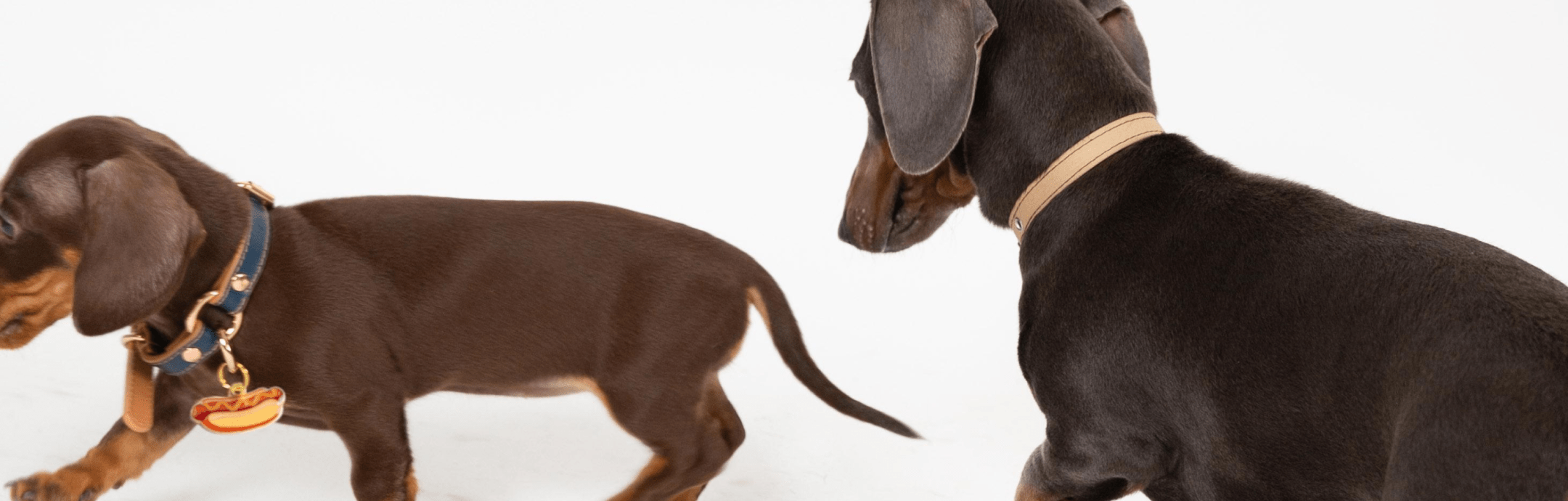 Dachshund Collection - OhMyDog&Co