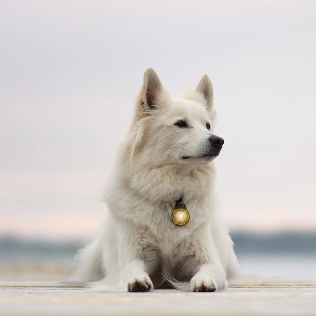 New arrivals - OhMyDog&Co