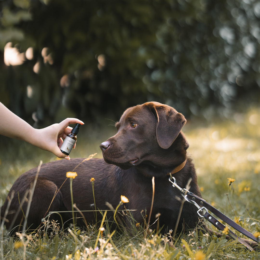 Eco-Friendly Favourites - OhMyDog&Co