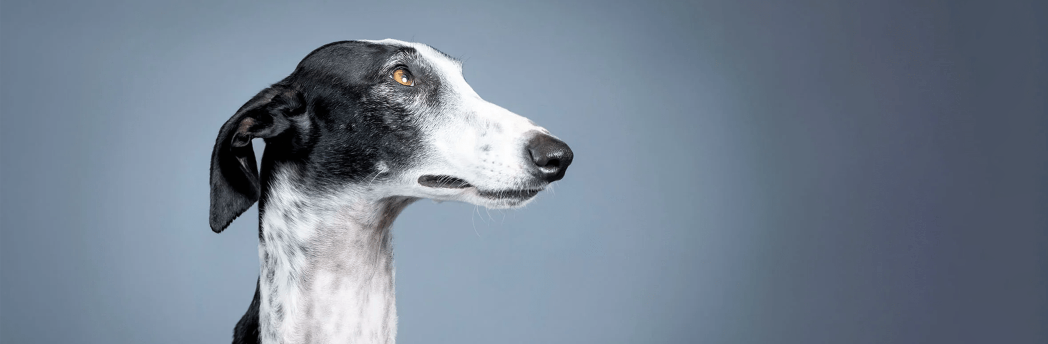 Whippet & Greyhound - OhMyDog&Co