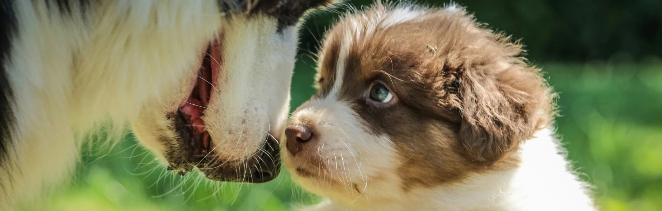 Puppies Collection - OhMyDog&Co