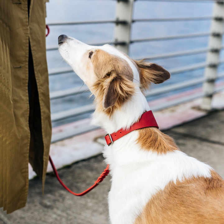 Cloud7 - REGENT PARK Whippet & Greyhound Collar