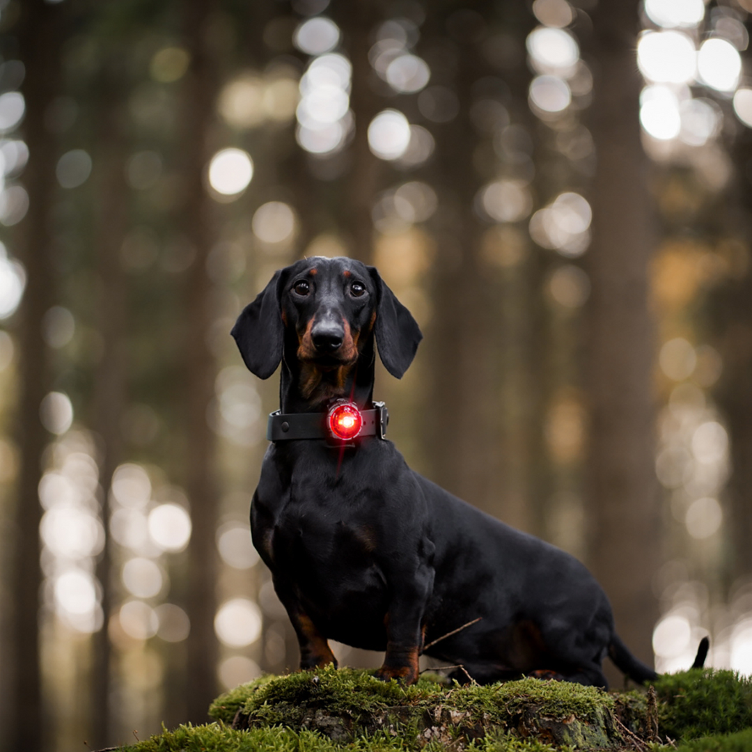 Orbiloc Dog Dual LED Safety Light